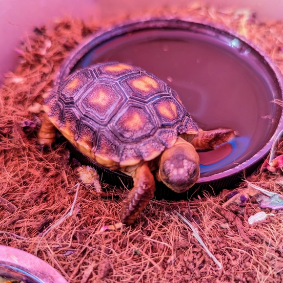 NWT Steve Madden Belt Bag Fanny Pack - Picture 4 of 8